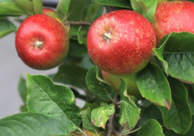 Apple Trees for Sale Auckland Apple Dwarf Auckland