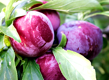 Stone Fruit Trees West Auckland