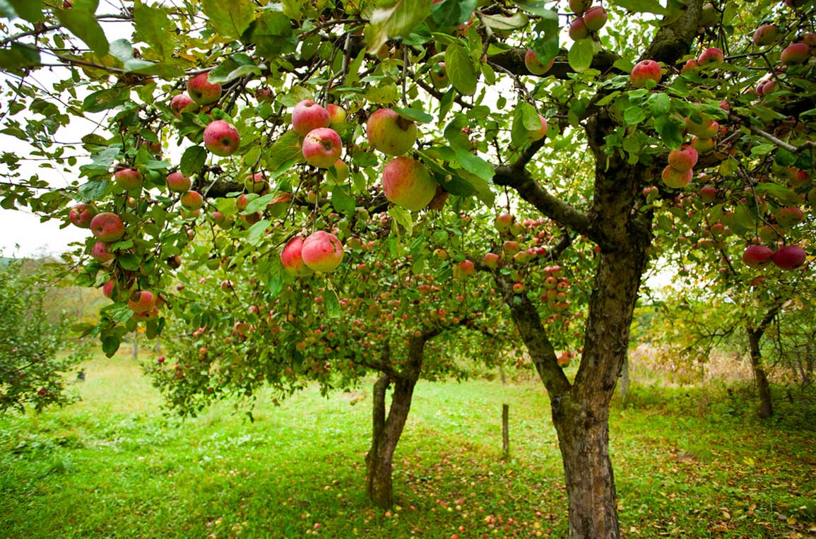 Apple Ballerina Flamenco Fruit Tree West Auckland