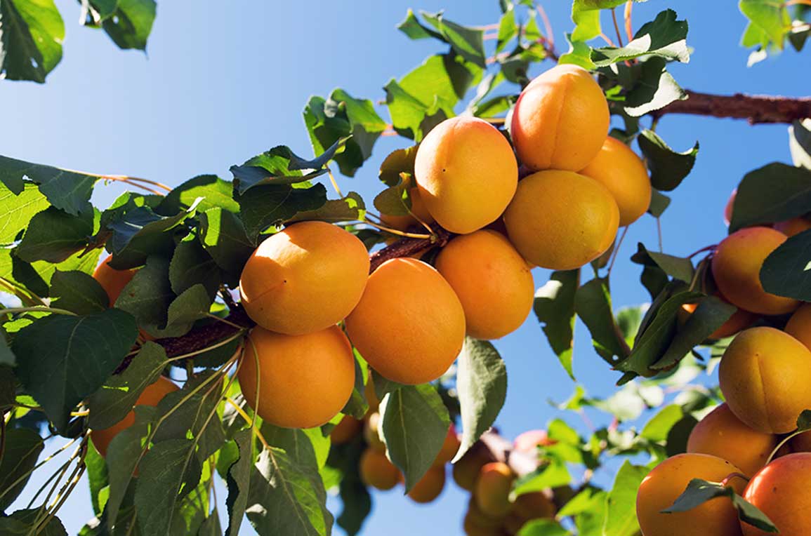 Apricot Fitzroy Stone Fruit Trees West Auckland