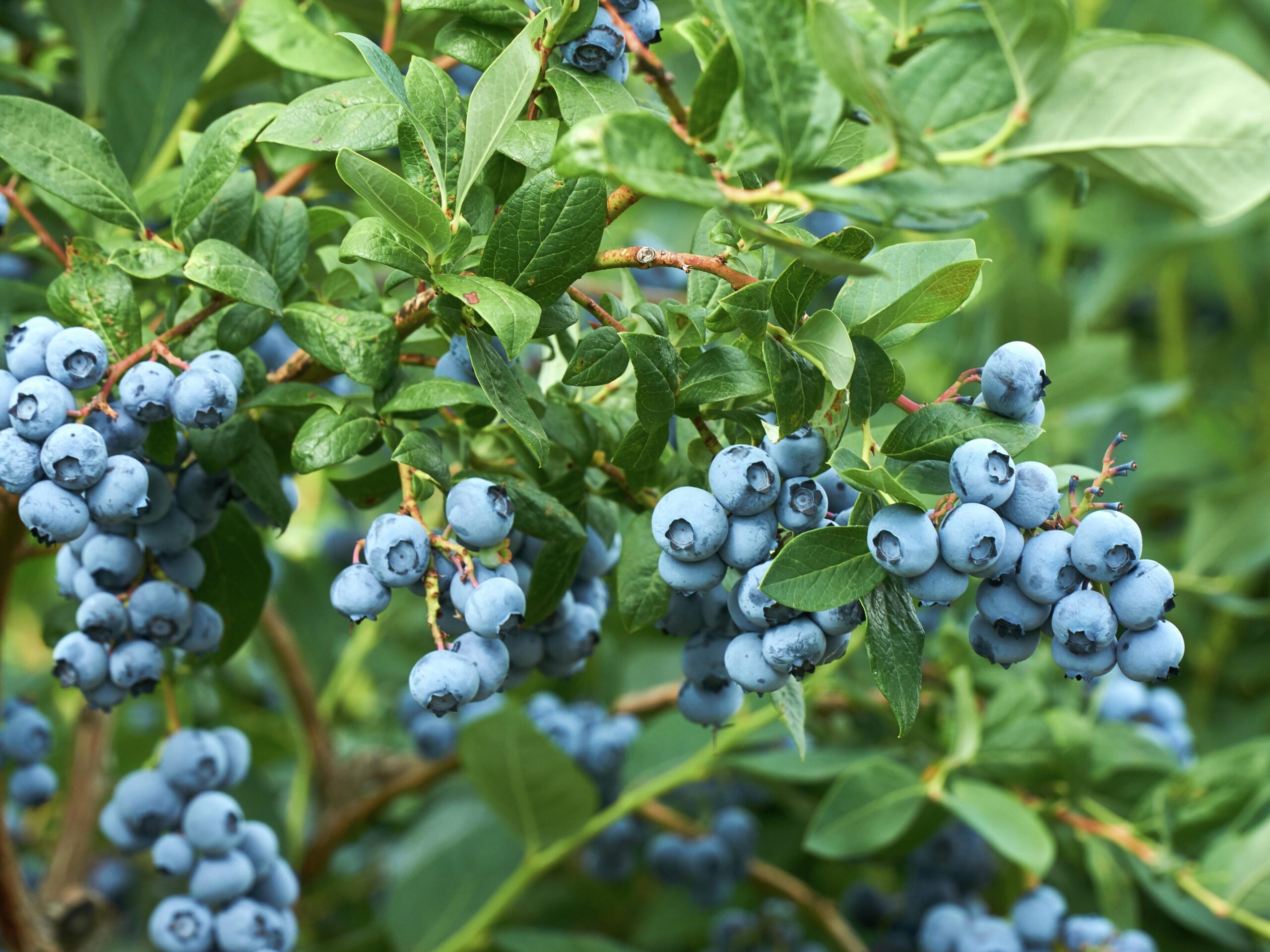 Blueberry Early Blue Fruit Plant Auckland