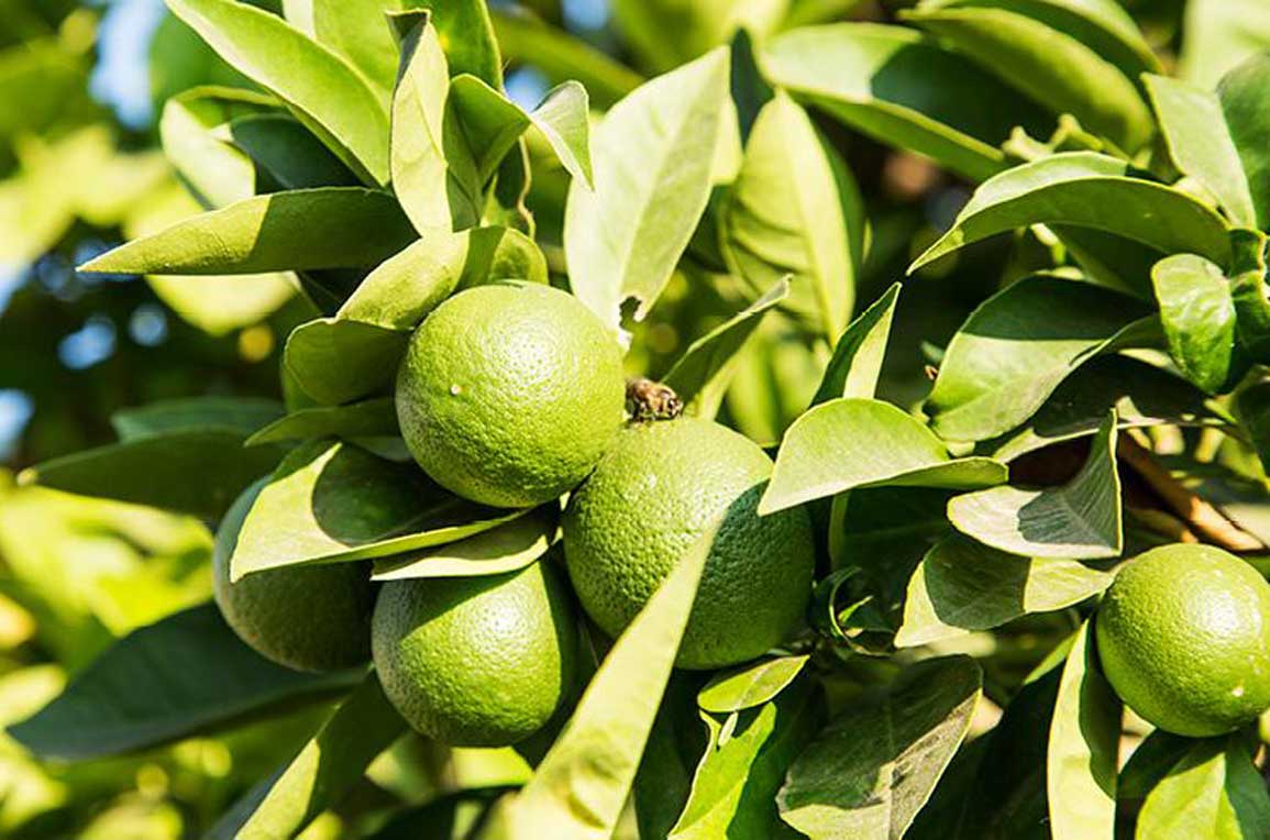 Citrus and Pipfruit Trees West Auckland