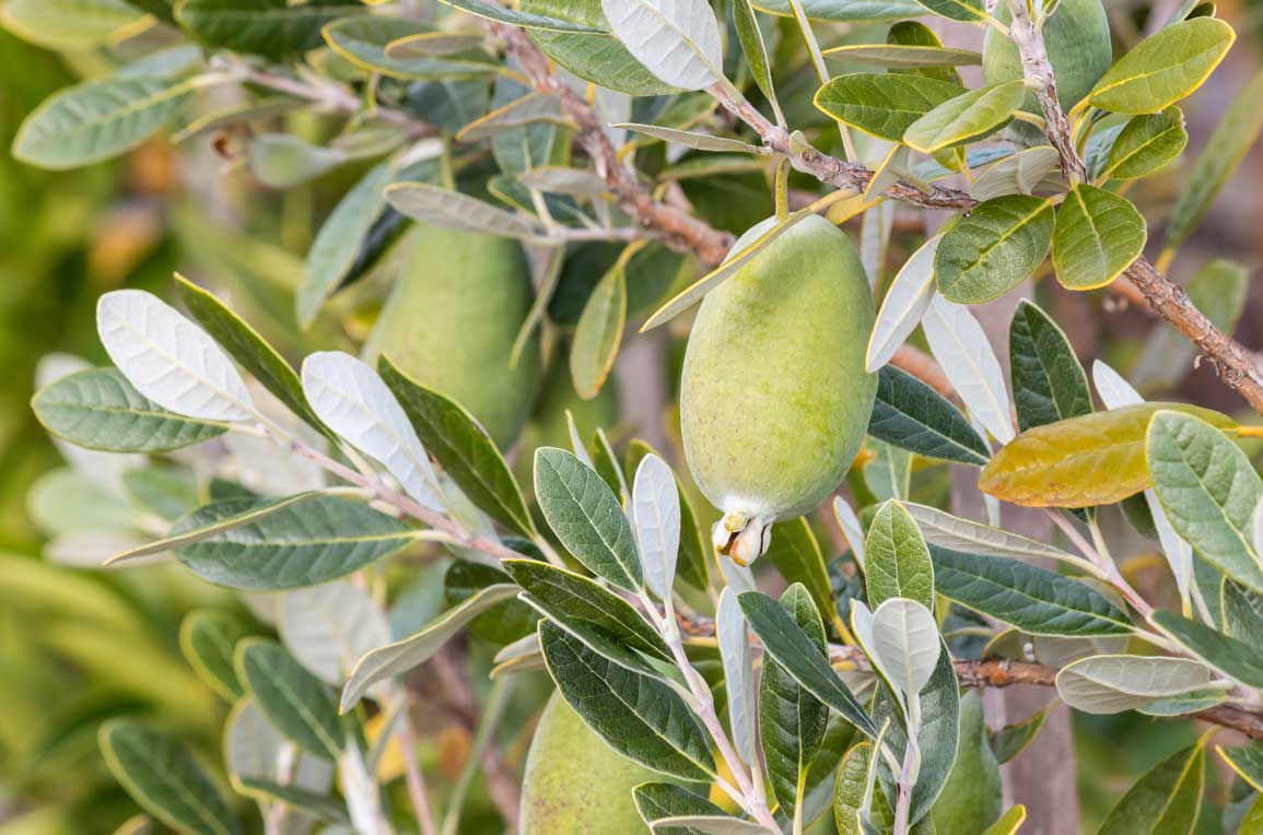 Feijoa TreesWest Auckland