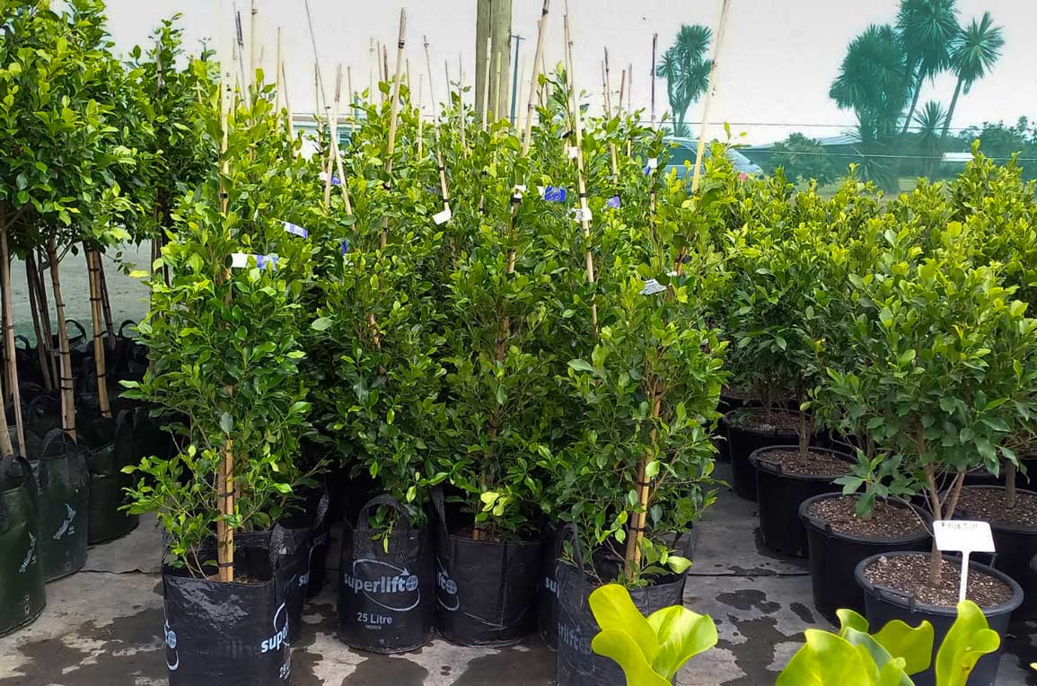 Ficus Tuff West Auckland