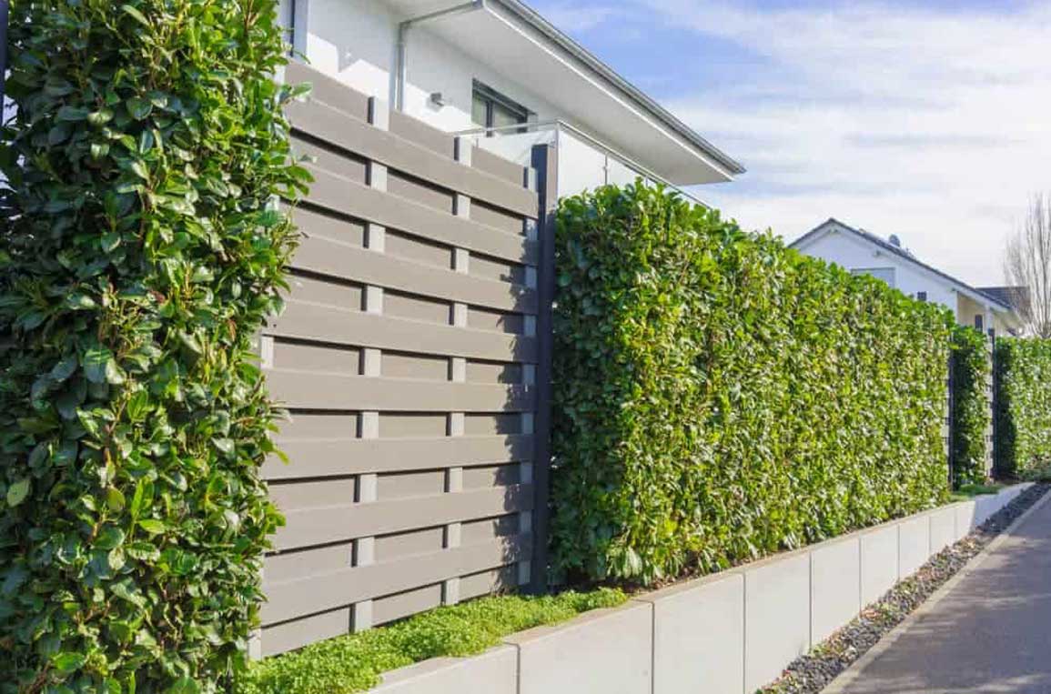 Hedging TreesWest Auckland