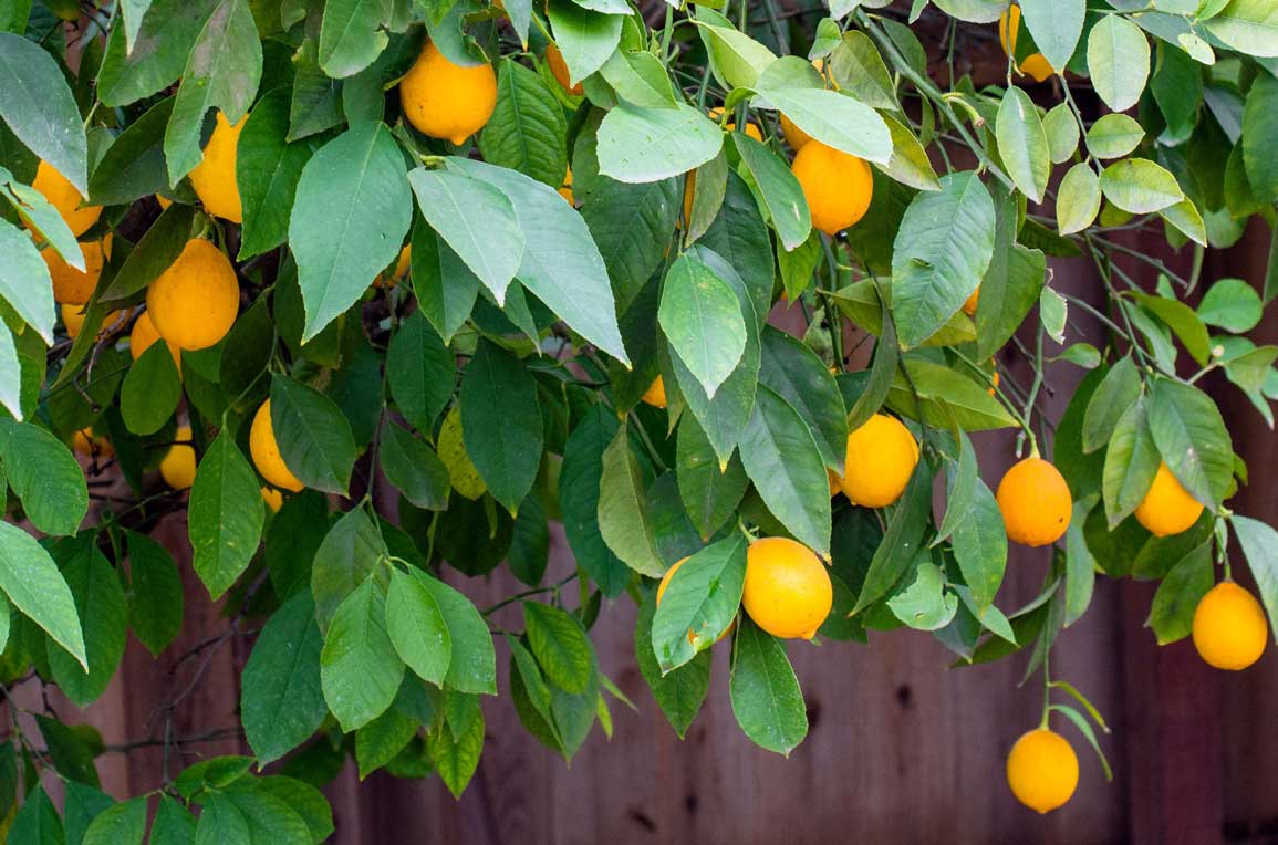 Lemon Meyer Trees West Auckland