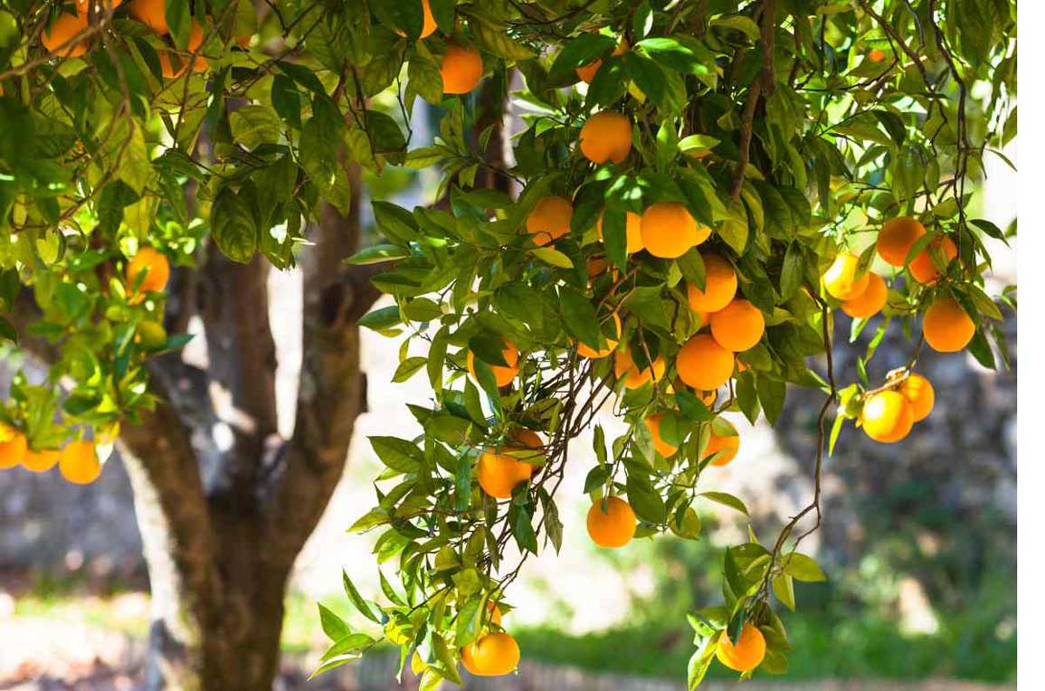 Orange Harwood Late Fruit Tree West Auckland