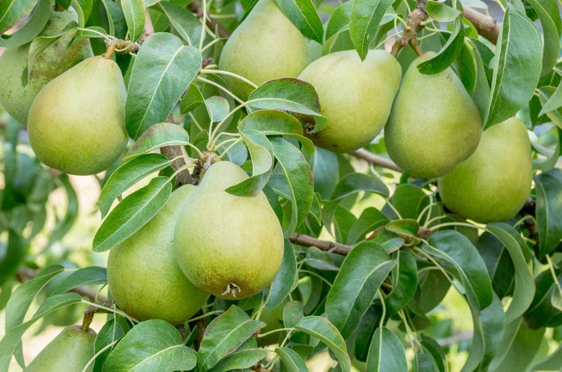 Pear Winter Cole Fruit Tree West Auckland