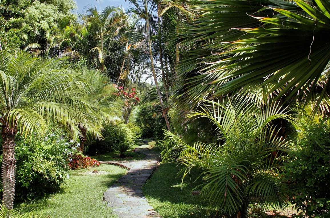 Subtropical-Trees-West-Auckland