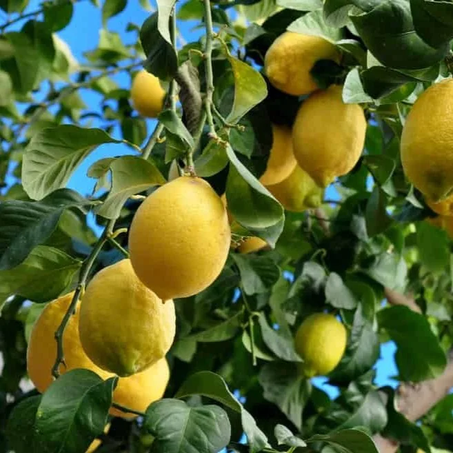 Lemon Meyer Fruit Tree West Auckland