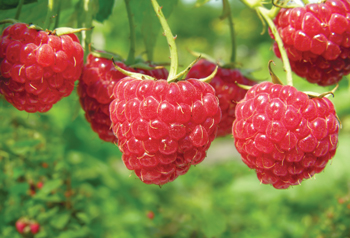 Fruit and Edible Plants West Auckland