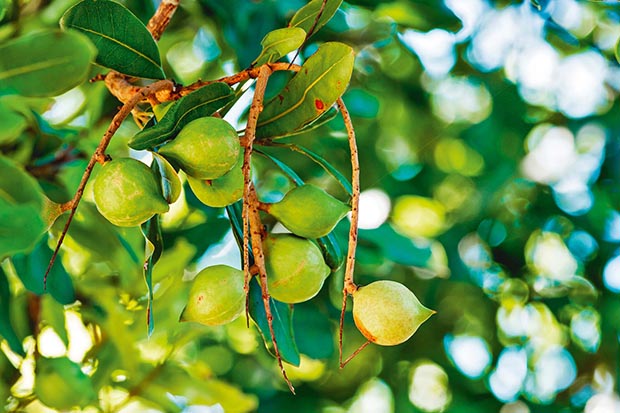 Nuts Tree West Auckland