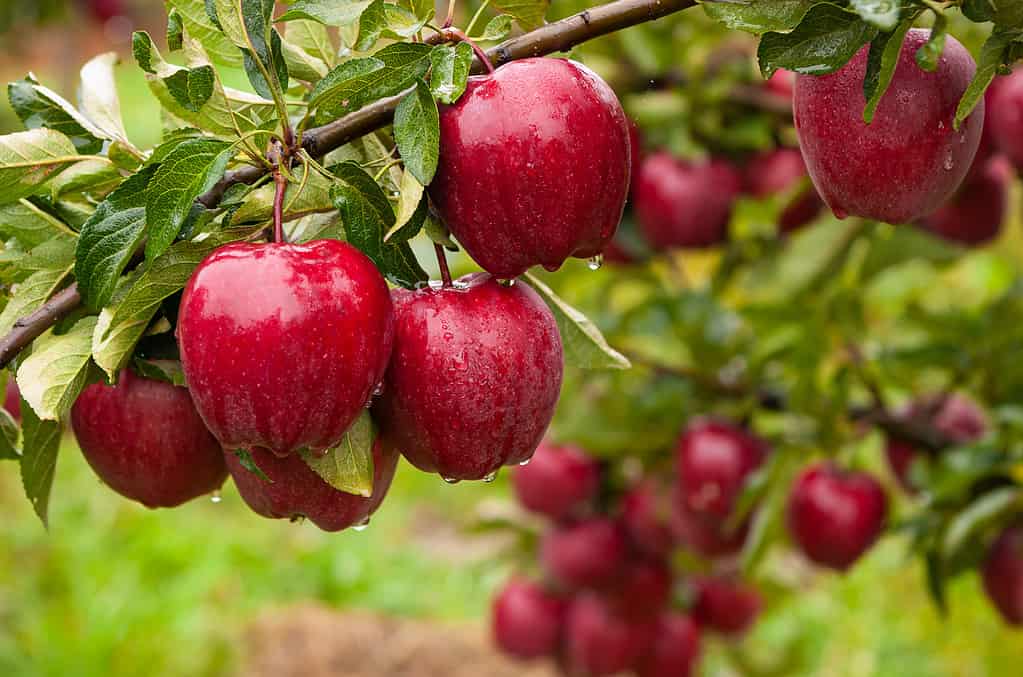 Apple Ballerina Polka Fruit Tree West Auckland