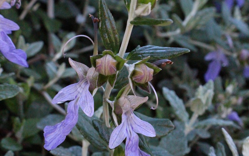 Teucrium fruticans West Auckland