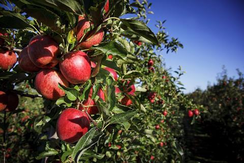 Braeburn Apple Auckland