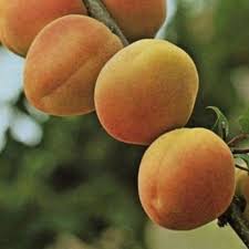 Apricot Royal Rosa Fruit Trees in West Auckland